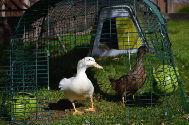 Dolly & delilah enjoying their Eglu Go !