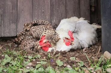 Chickens love to have dust baths!