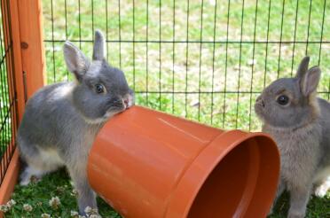 Flower pot tug of war!!