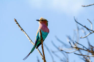 What a striking bird!