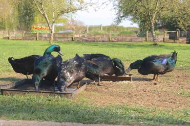 What gorgeous Cayuga ducks!