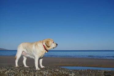 Labrador