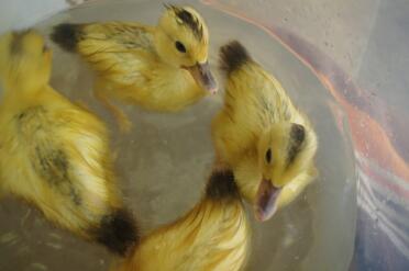 Ducklings