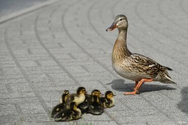 Mum's helping them cross the road!