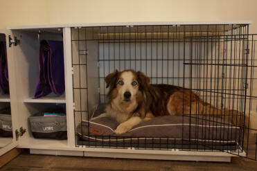 Dog Crate