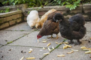 Chicken & Chips