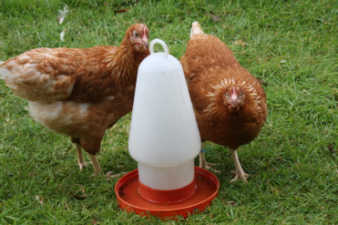 These gingernut ranger chickens are best mates.