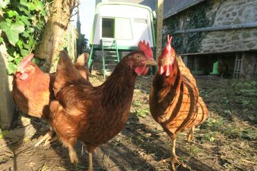 Chickens in garden with Omlet Eglu Cube Large Chicken Coop in Background