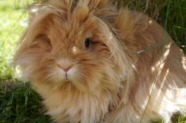 Lionhead bunny rabbits are such sweet pets!