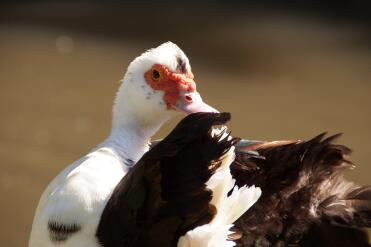 What a lovely Muscovy duck!