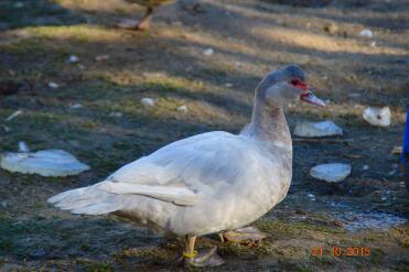 Muscovy ducks are such a lovely breed!