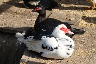 What gorgeous ducks!