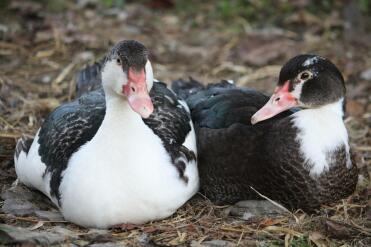 Young muscovies