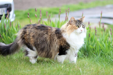 doesn't this cat have a pretty coat!