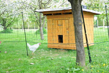 Chicken garden in the flowering orchard