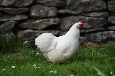 Mayo the cheeky pekin 