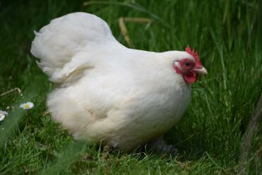 Mayo the pekin