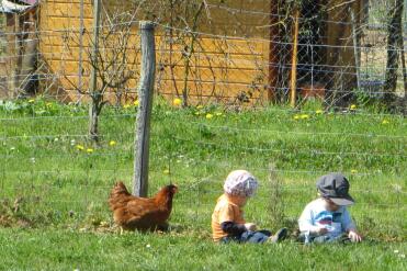 Chatter and chickens