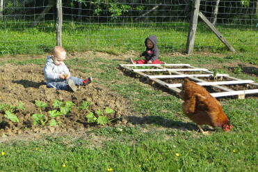 Hen and vegetable garden