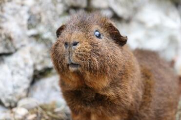 A wonderfull portrait of an abyssinien guinea pig.