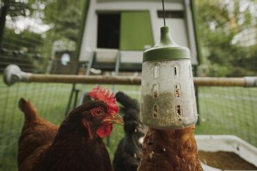 Chickens love snacking from the peck toy!