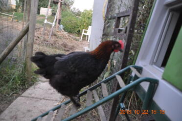 This is geina our little marans