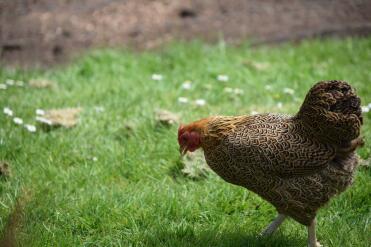 My partridge wyandotte chilli