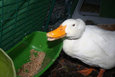 Ducks in Omlet Eglu Duck House Run eating from feeder