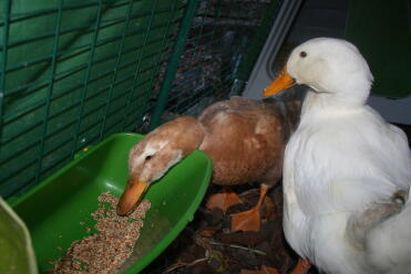 Ducks in Omlet Eglu Duck House Run eating from feeder