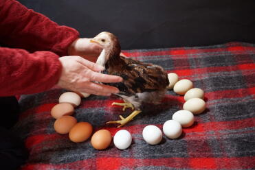 Having fresh eggs from your hens is great!