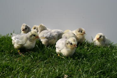 These chicks are only 2 weeks old!