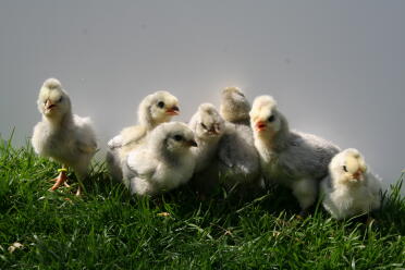 Araucana chicks are so sweet!