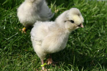 Chicks love to enjoy the sun!