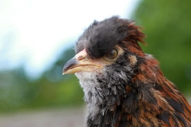 Black red araucana boy aged 11 weeks