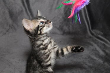 Kittens love playing with toys!