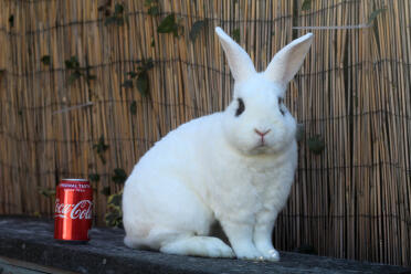 Rabbit next to coke can