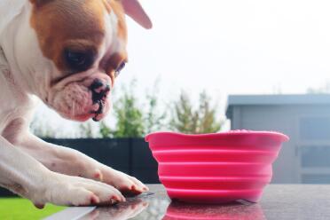 Pink bowl