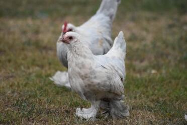 Booted bantams are such a lovely breed of chicken!