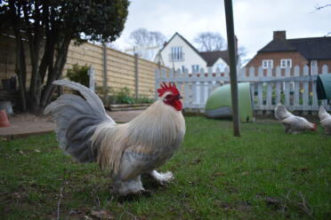 Booted bantams have gorgeous feathers!