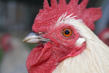 What lovely eyes this hen has!