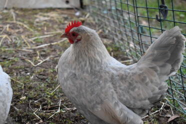 What lovely feathers this booted bantam has!