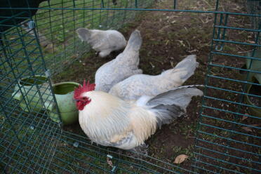 What a happy flock of Booted Bantam Chickens!