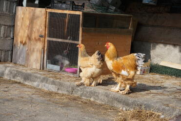 Chickens make lovely pets!