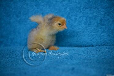 Blue brahma female chick 