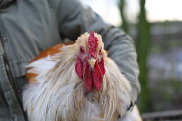 Brahma cockerel