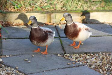 Ducks are great pets