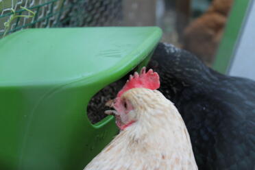 Feeding the hens in the morning 