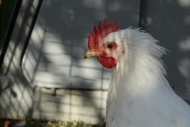 Close up of chicken