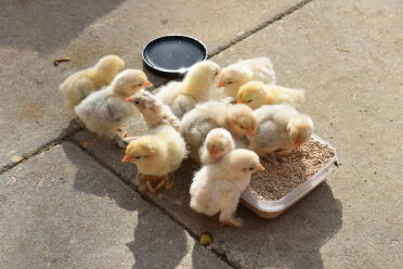 These chicks love lunch time!