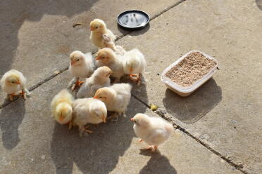 Chicks love to spend time in the sun!